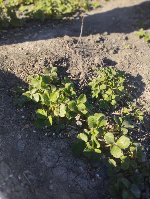 Клубника отростки