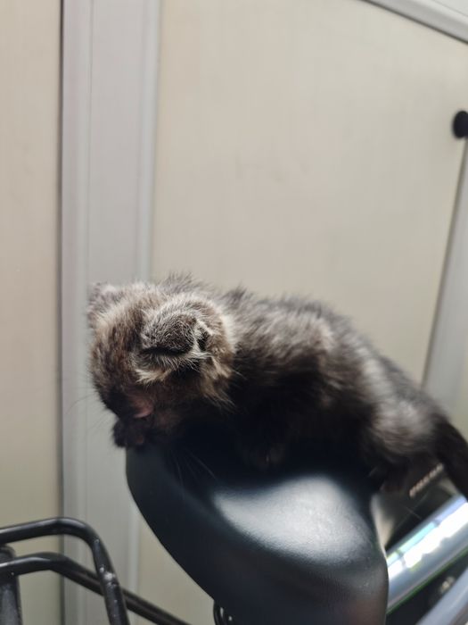 Отдам двух котят