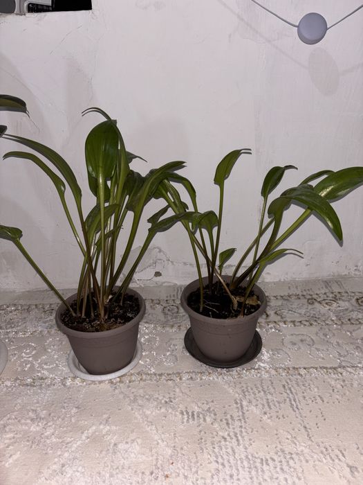Продам домашние цветы