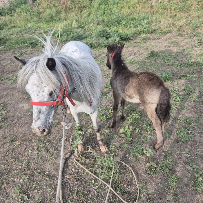 Пони сатылады құлынымен.Продам пони с жер