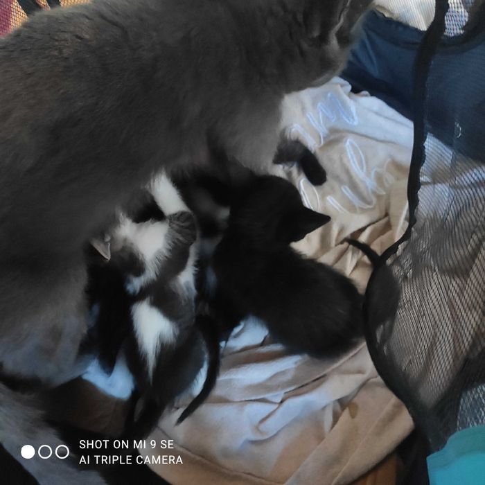 Donez pisici mici de 1 luna