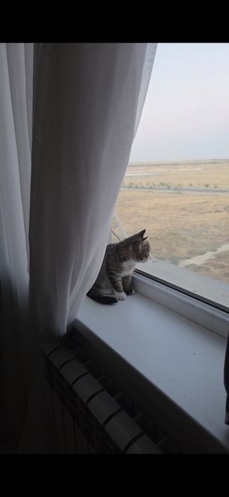 Отдам котёнка мальчика