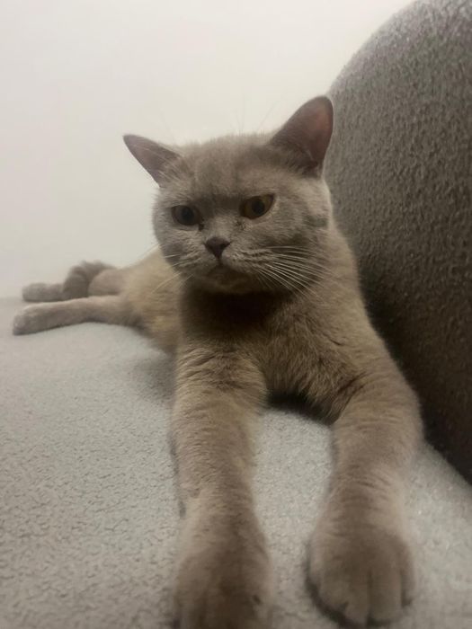 Продам котенка девочка пять месяцев