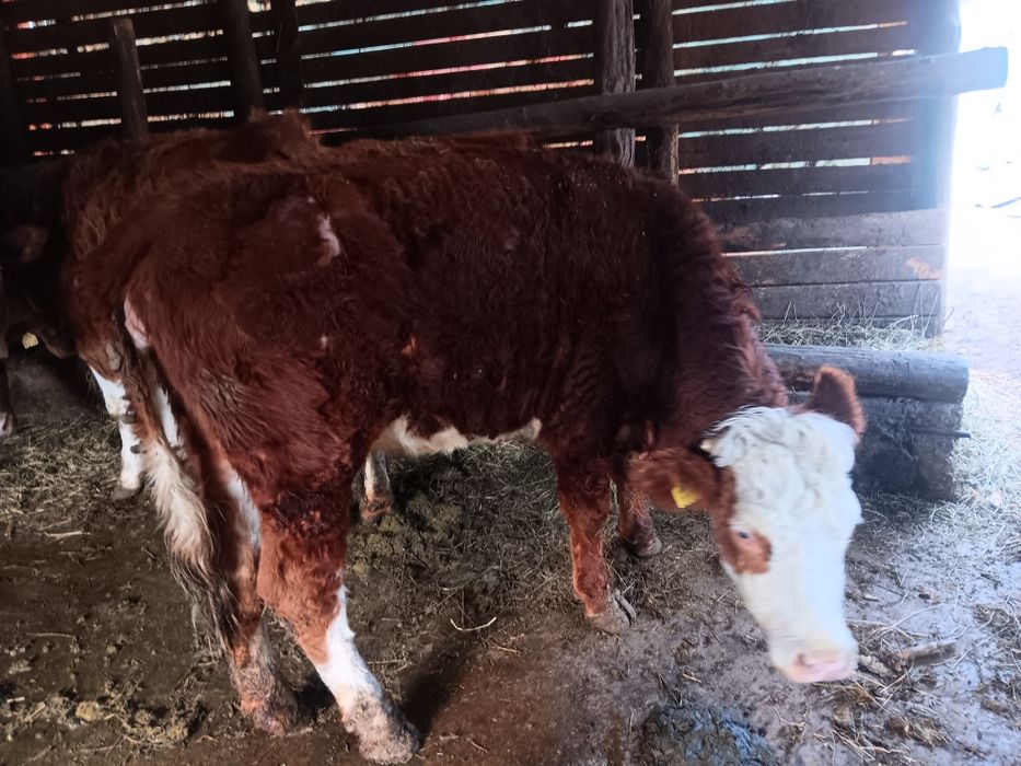 Vaci și juninci de vânzare