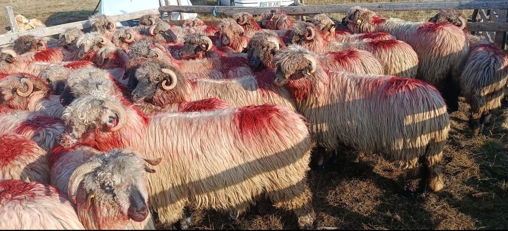 Vând 50 oi bucălai,toate tinere
