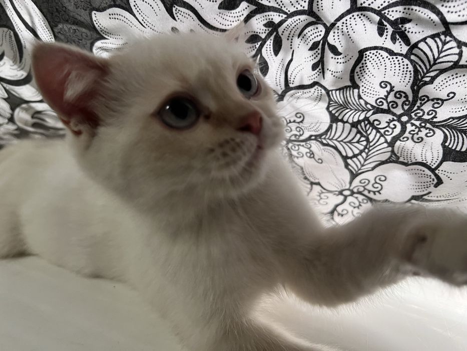 Котенок Scottish straight color point