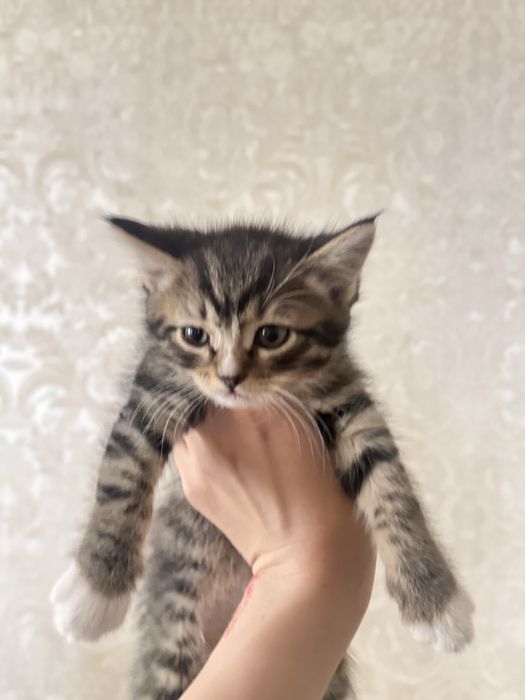 Котята мальчики и девочки