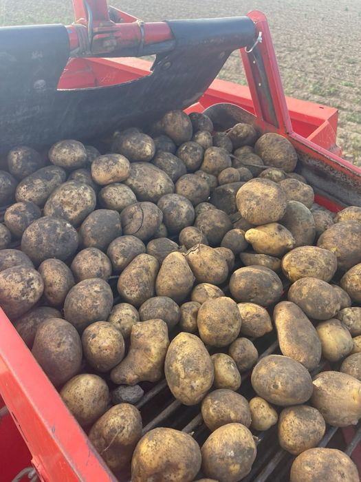 Cartofi de Consum/Animale/ Ceapa alba/rosie