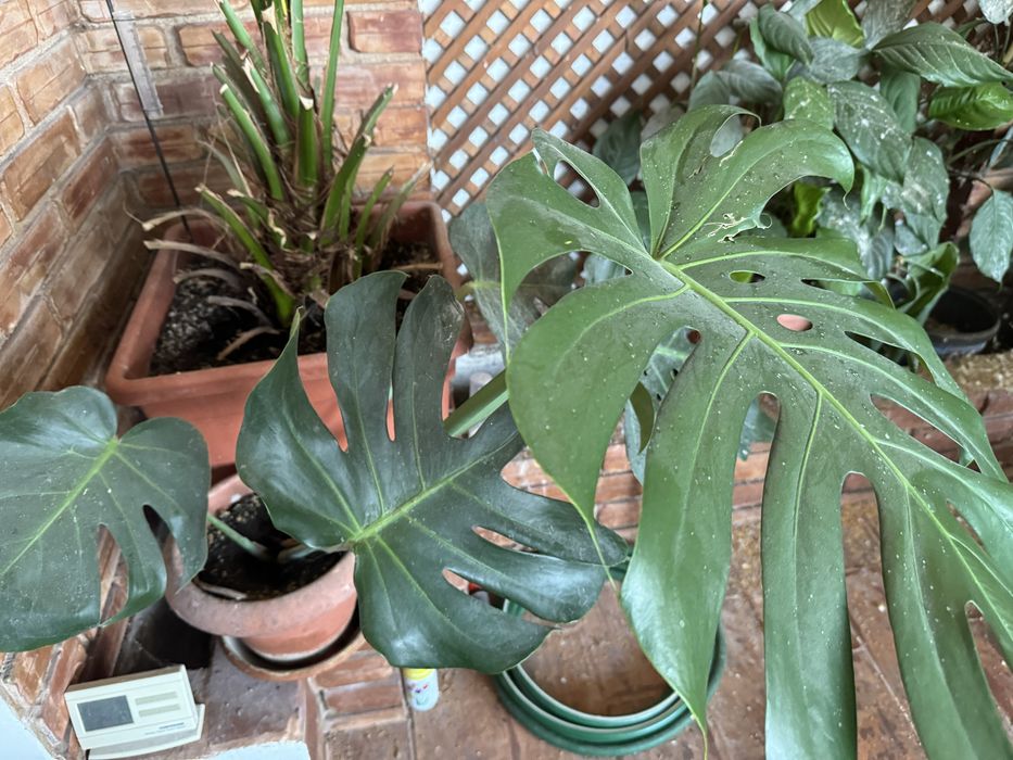 Filodendron planta decotativa “copacul prieten”