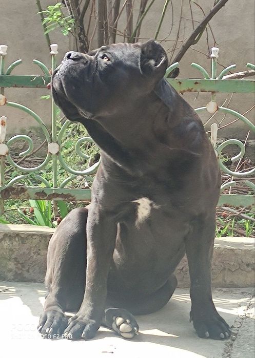 Вязка Кане Корсо