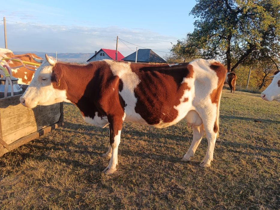 Vaca bălțată românească de vânzare