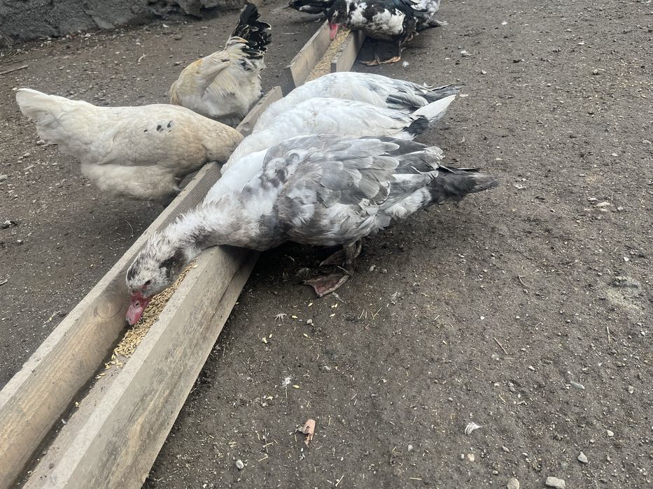 Шипуны индоутки