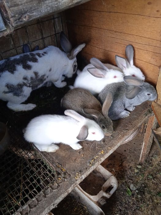 Кролики 1,5 месячные