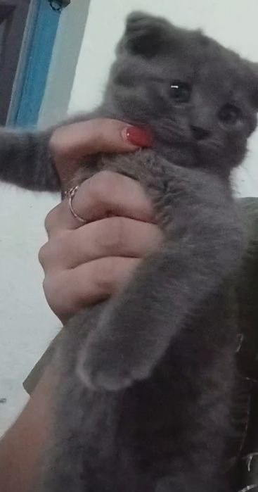 Scottish fold Qiz bola