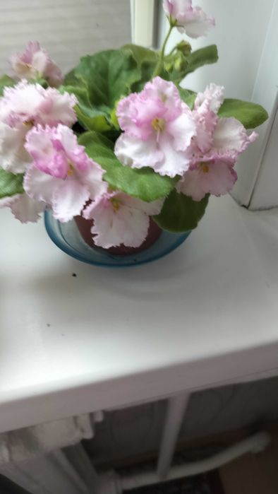 Продам комнатные цветы фиалки