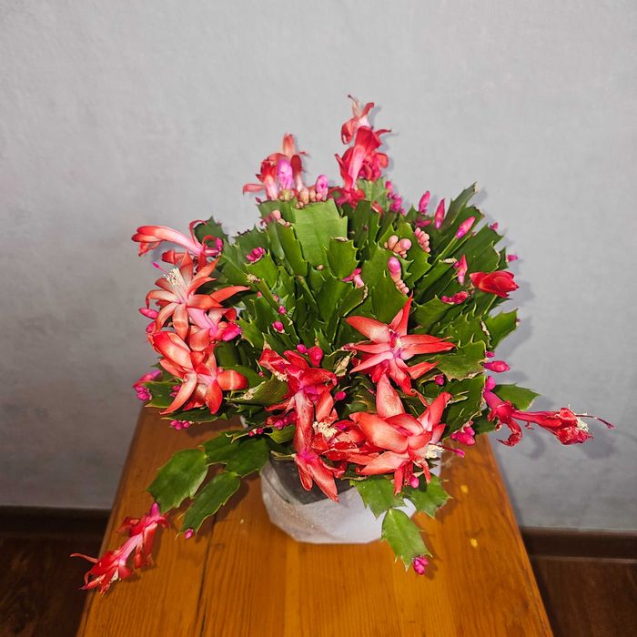 Шлюмбергера/зигокактус/декабрист.