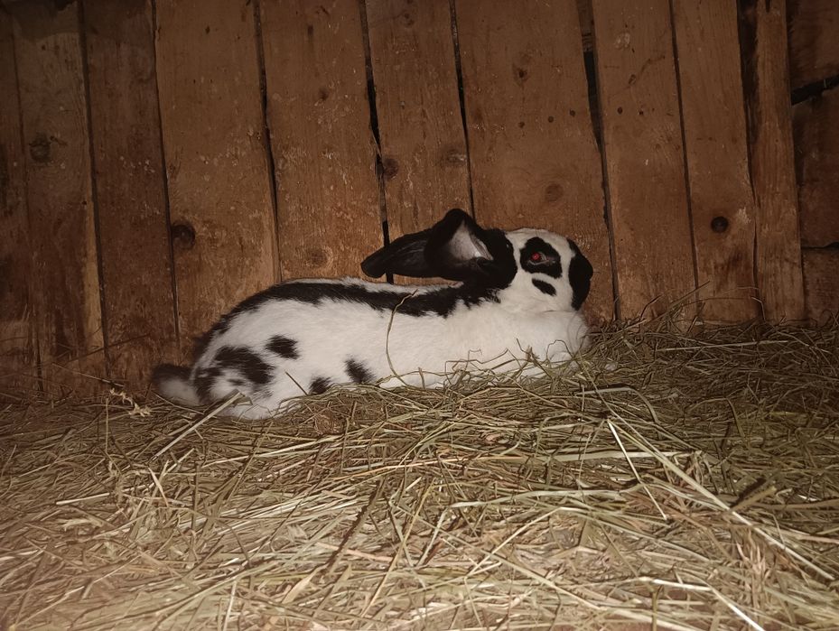 Vând iepuri de vânzare