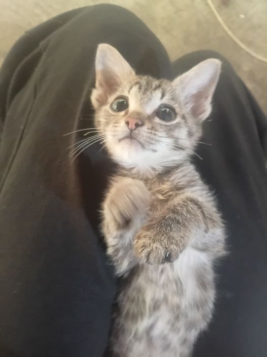 Котёнок мальчик 4 месяца в добрые руки