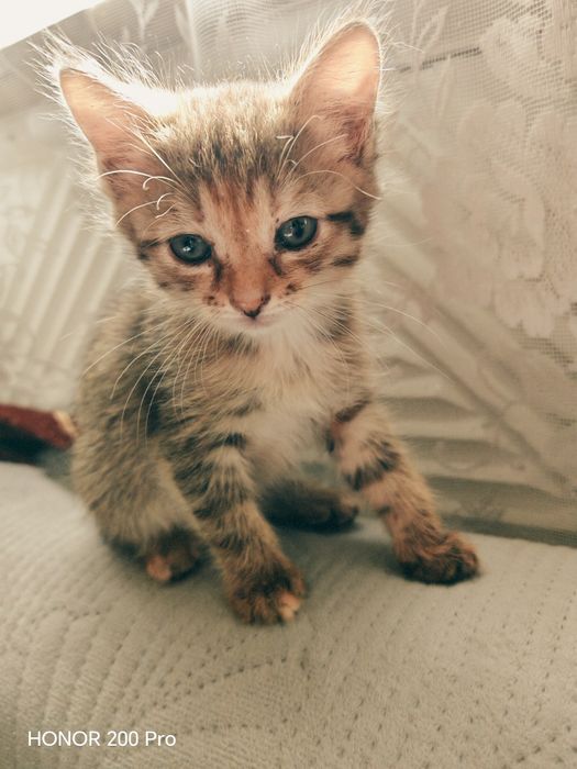 Отдам котят. В добрые руки