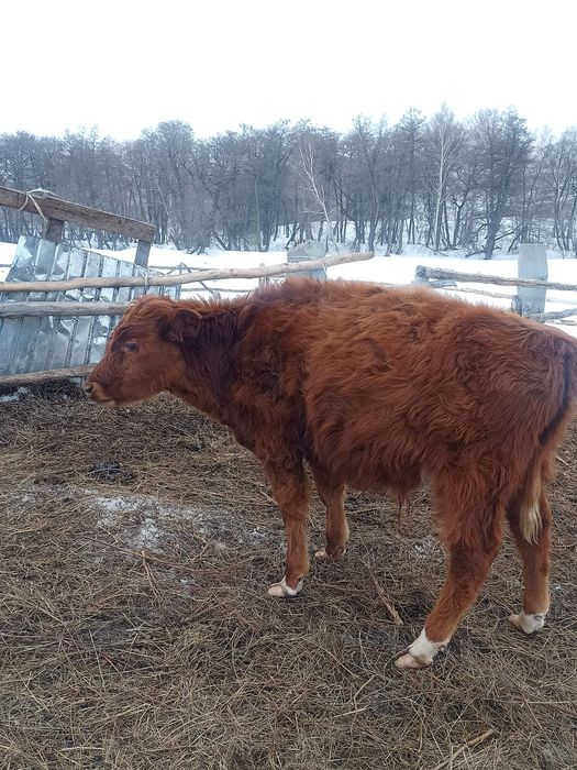 10-11айлык бузау сатылады