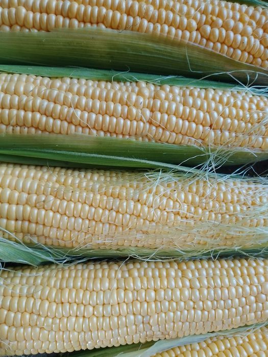 Shirin Makka joʻxori