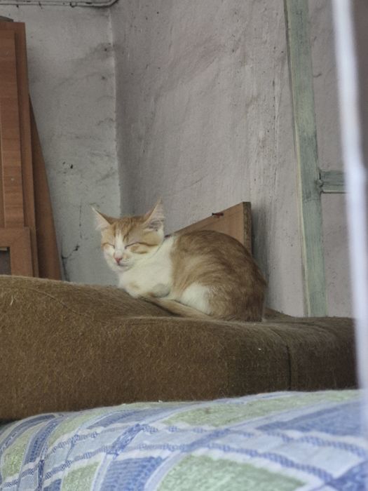 Отдам бесплатно котят