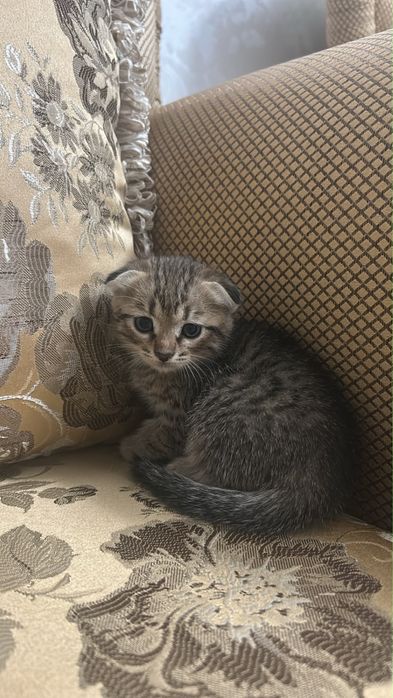 Продаются котята