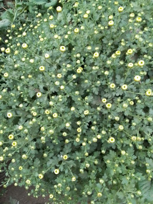 Videoda hamshira ayol yigitning jinsiy olatini tekshirmoqda.