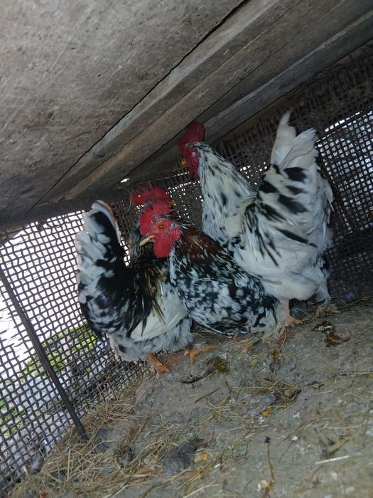 Disponibili 3 cocoșei de anu trecut !
