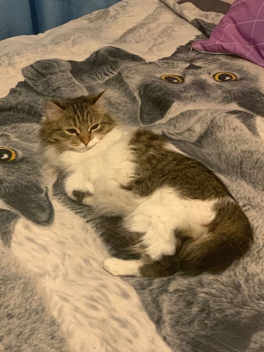 Отдам в добрые руки очаровательную кошечку