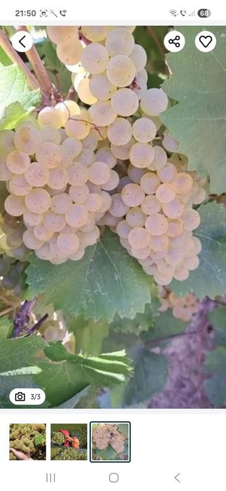 Vindem Struguri de vin transport oriunde în tara