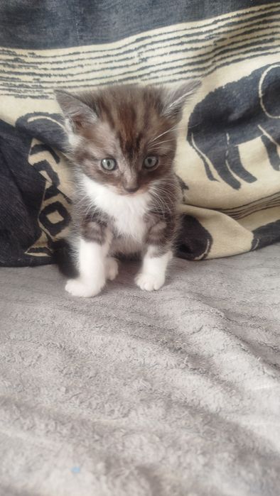 Отдам котят 2 мальчика 2 девочкт