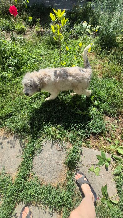 Ofer cățelușă sterilizata spre adopție!