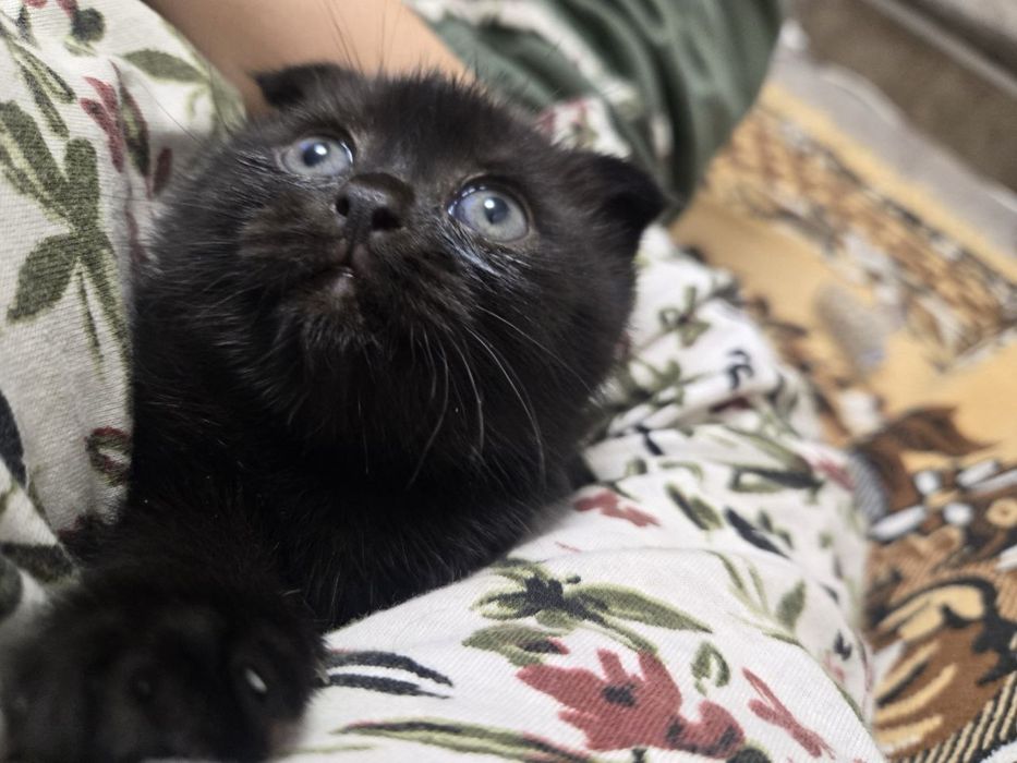 Scottish straight шотландские вислоухие