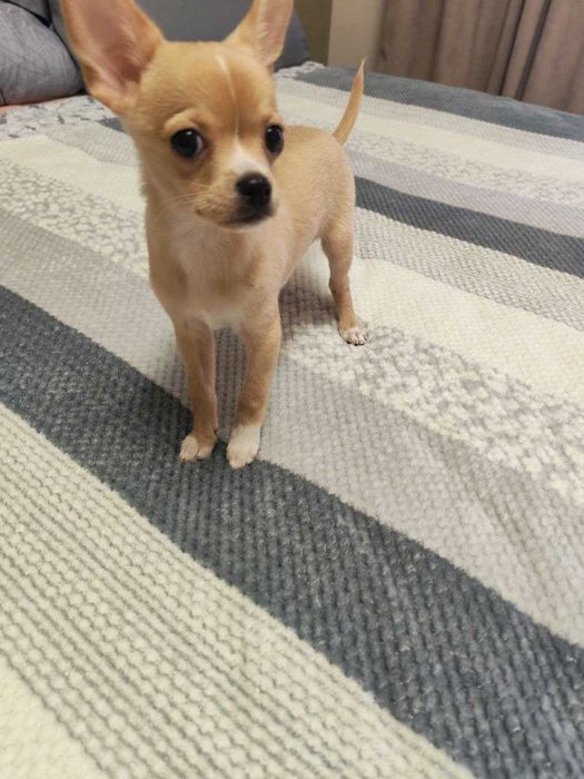 Продаётся чистокровный клубный щенок чихуахуа