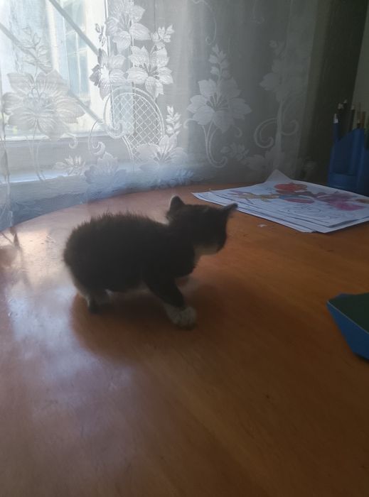 Котенок мальчик в хорошие руки