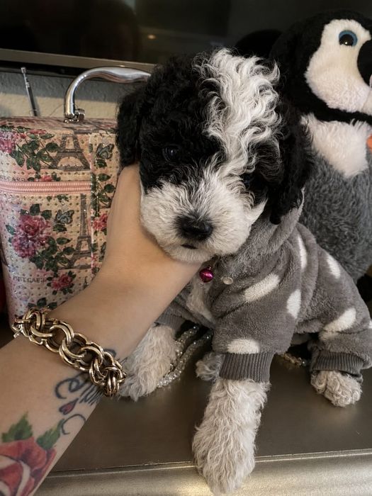 Caniche pudel  alb negru -mini toy