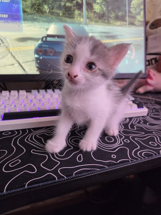 Отдам котят в добрые руки