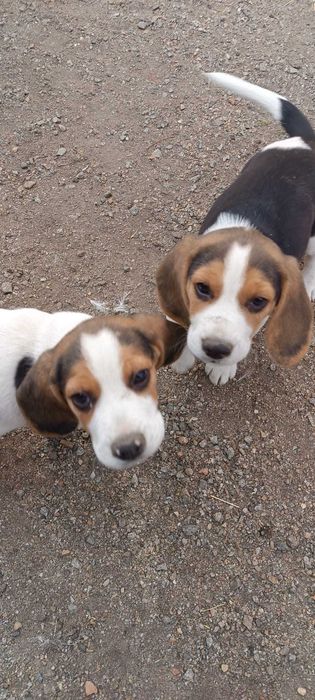 Pui beagle 10saptamani cu carnet de sănătate,vaccinuri la zi,jucăuș,ideal pt familii cu copii
