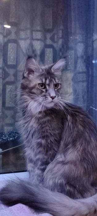 Продам котят Мейн-Кун. С документами.