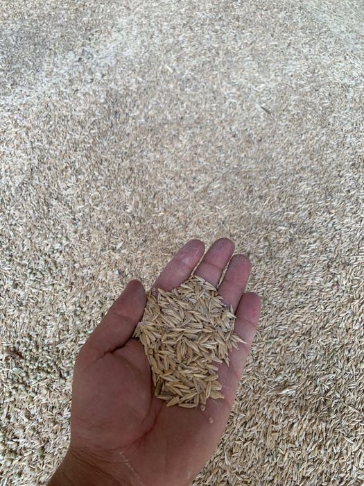 Продается ячмень, кукуруза и пшеница ОПТОМ