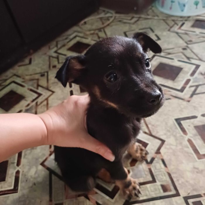 Щенок в любящую семью