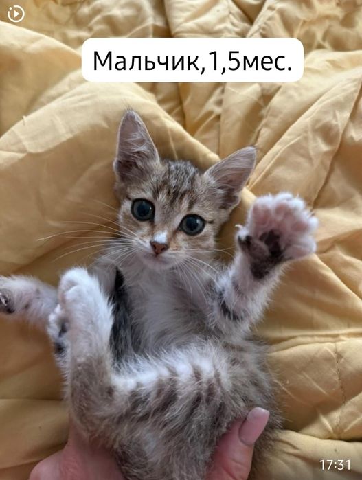 Котята бесплатно⁹
