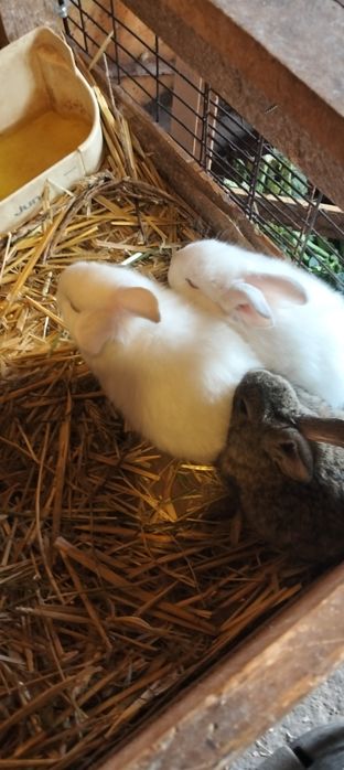 De vânzare iepurași