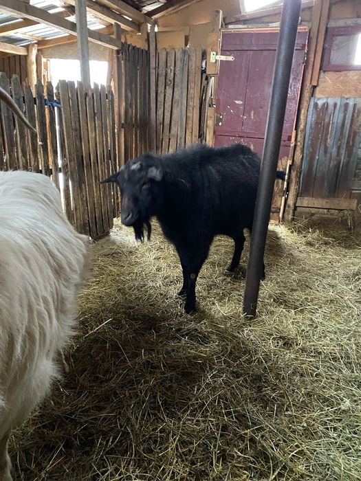Vand doua capre romanesti si un tap pret negociabil