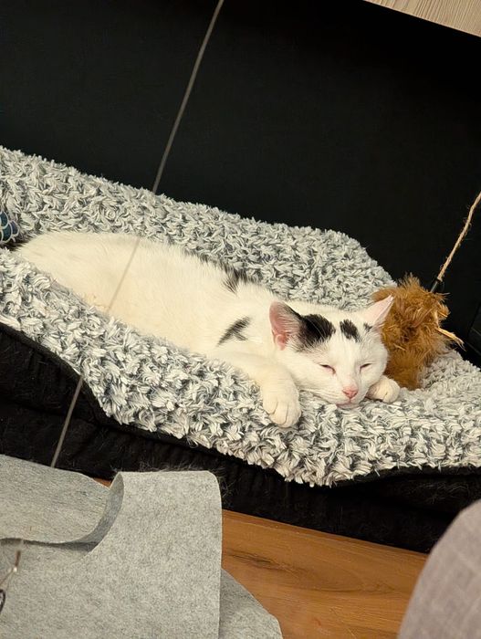 MuNa o miiiinunata pisica pentru adopție