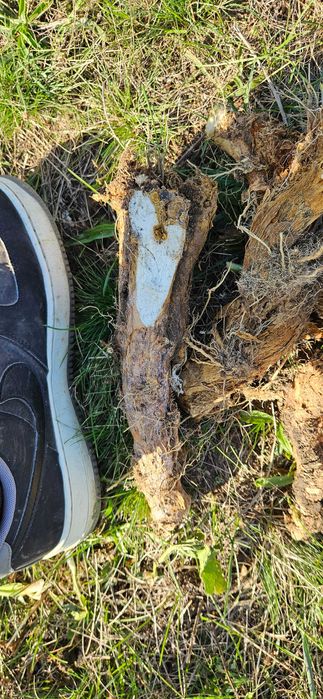 Hrean Proaspăt Scos