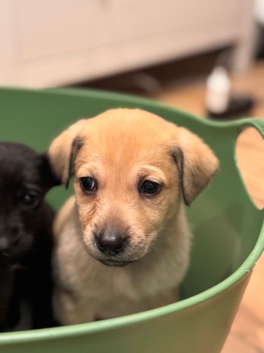 Adoptie fetita catel Bucuresti