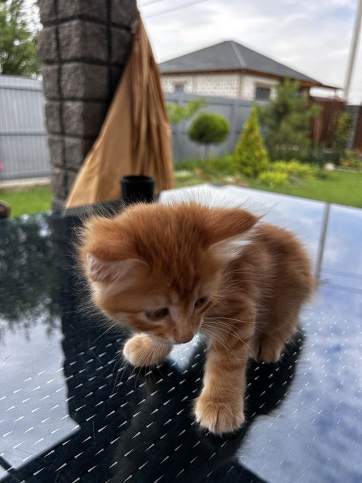 Отдам милых котят!