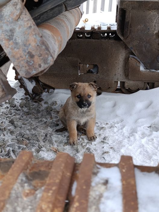 Отдам красивых щенков